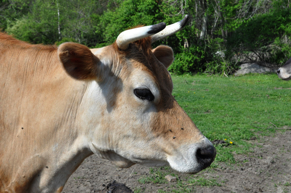 Habibi enjoying the sun at Maple Farm Sanctuary