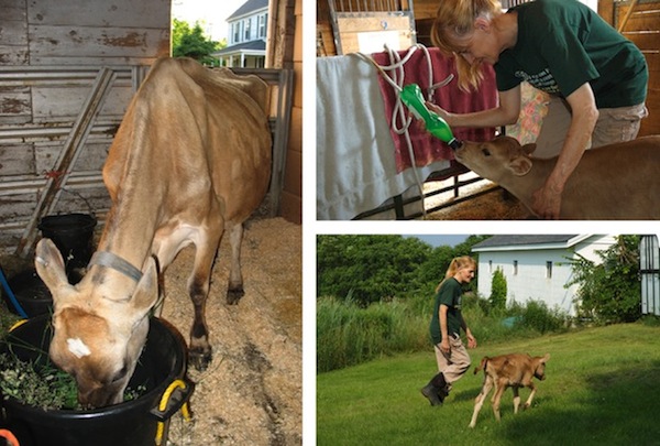 Left: Crystal when she arrived at Maple Farm Sanctuary, Top right: Maple Farm Sanctuary co-founder Cheri Ezell Vandersluis bottle feeding Habibi, Bottom rIght: Cheri and Habibi