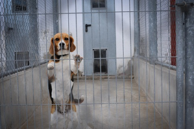 Photograph by JoAnne McArthur from “We Animals”