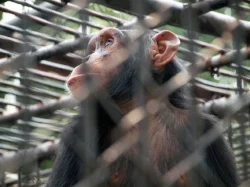 chimp profile.jpg