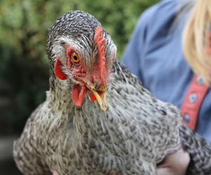 Lovey, rescued chicken at Maple Farm Sanctuary in Mendon, MA.