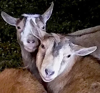 Maple Farm Sanctuary Goats.jpg