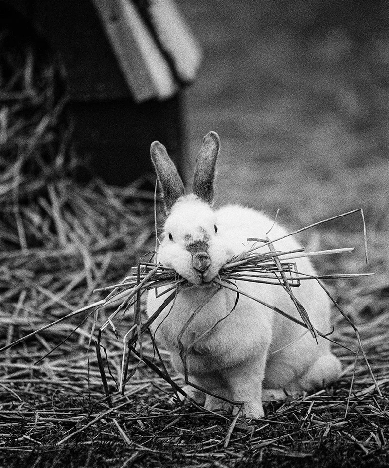 “Casey Making a Nest at Farm Sanctuary” Photo: Jo-Anne McArthur / We Animals