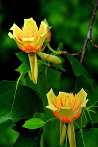 Tulip-Tree.jpg