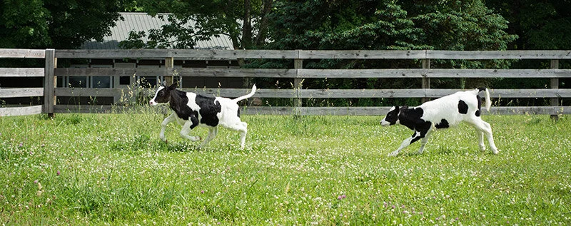 Woodstock-Sanctuary800.jpg