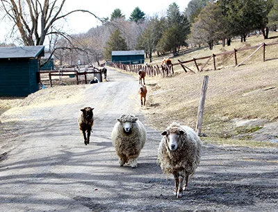 CAS-sheep-on-the-road400.jpg