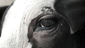 Cow+eyes__ A Prayer for Compassion film.jpg