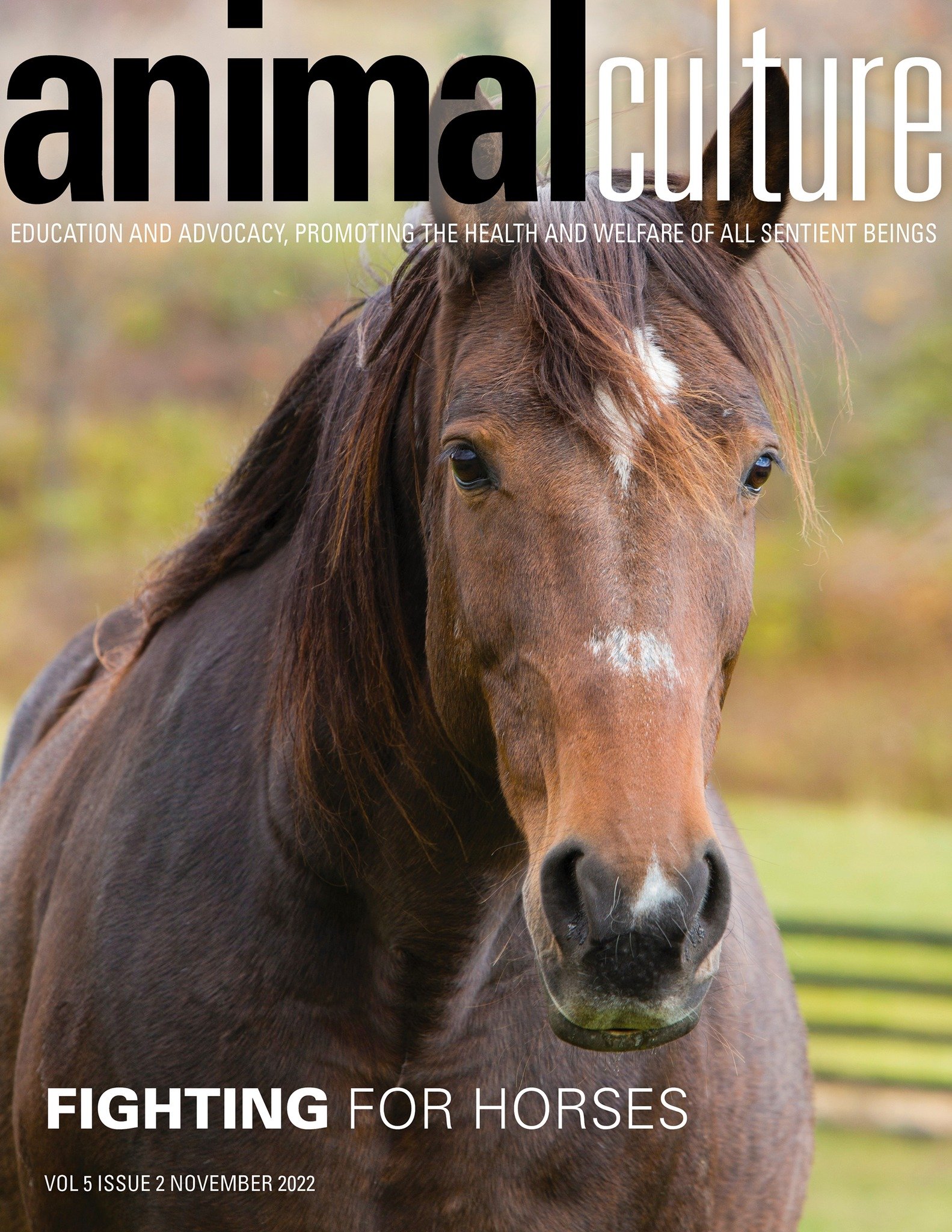 Animal Culture magazine horse.jpg
