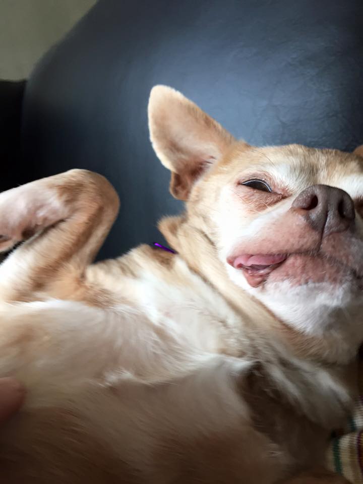 the little Sunpig at her finest
