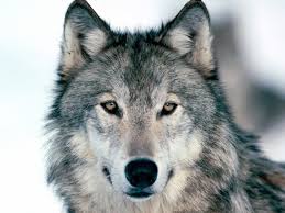  A lone wolf. Though you are still more likely to die in a bathtub than by terrorist attack.