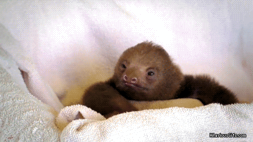 This sloth is in this for the GIFs.