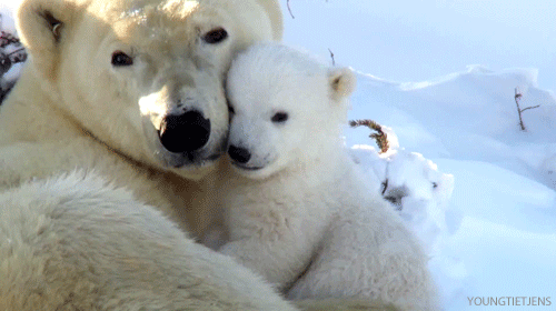 This polar bear mom has copyright over her baby polar bear because she made him.