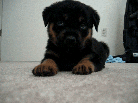 d36011c6f46ece68a7df8927a5f06a89.gif