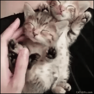 fb45c2b67c63fa6285005a3ffdfb7839.gif