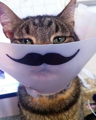 ok, sometimes mustaches make things better. touche, cat.