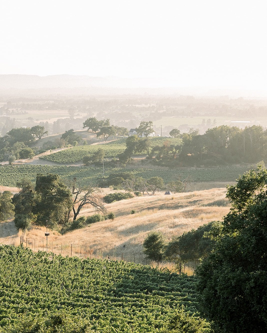 Views and a few details from a new favorite venue to work at 🥂
Planning: @tulle_box_events 
Venue: @paradiseridgeweddings 
&bull;
&bull;
&bull;
&bull;
#sonomawedding #sonomaweddingphotographer #sanfranciscowedding #sanfranciscophotographer #californ