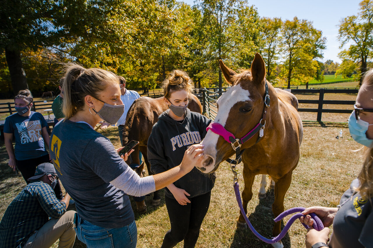 IMG_1889 horse.jpg