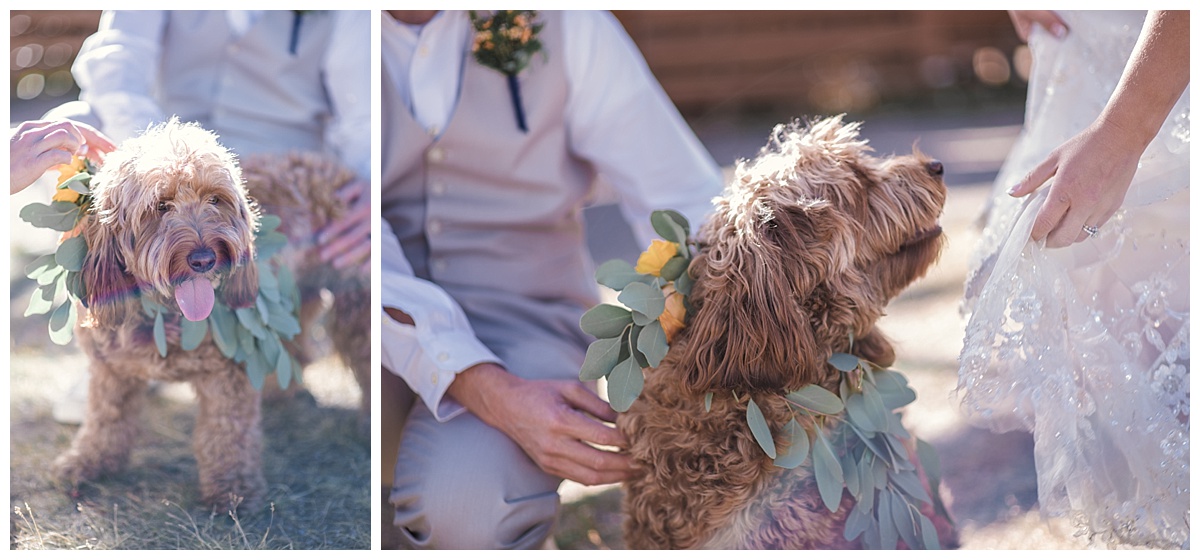 bride and groom and dog, Rocky mountain adventure elopement, colorado wedding photographer, denver wedding photographer, denver elopement photographer, colorado elopement photographer, best wedding photographer colorado, best wedding photographer denver