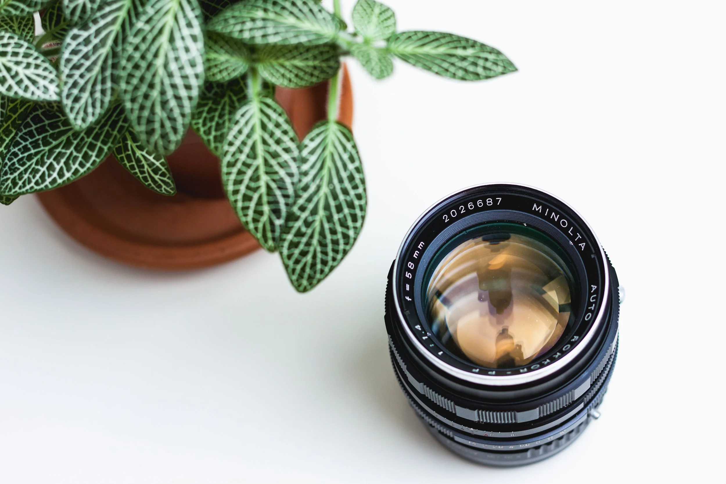 colorado photographer, colorado photography, colorado fine art photographer, denver wedding photographer, denver wedding photography, rocky mountain photographer, co photographer, denver area photographer, colorado area photographer, Camera Lens, Plant Photo, Camera Flatlay, Photo of lens Minolta, Photo of plant