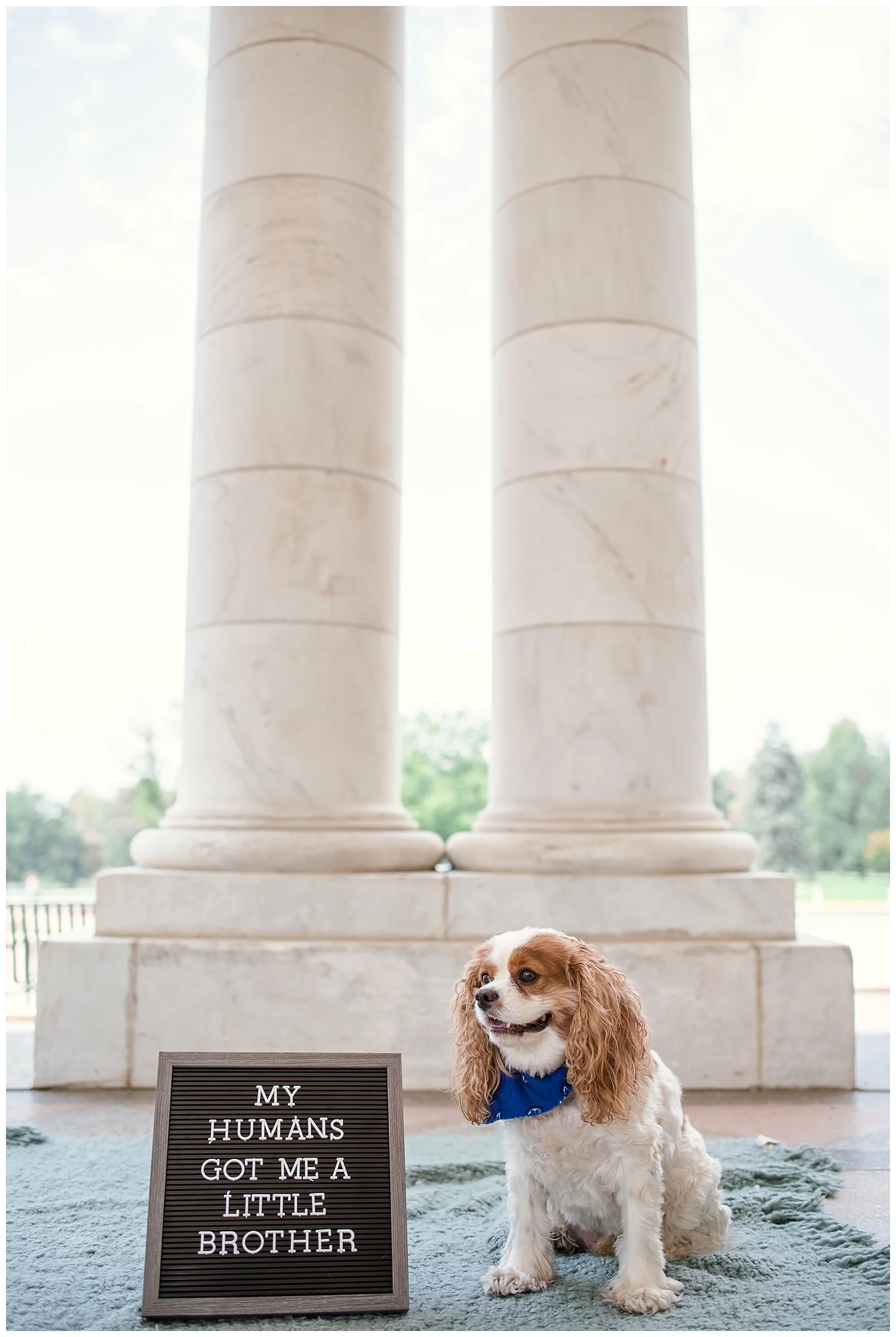 Denver Photographer, Colorado Photographer, Denver Family Photographer, Colorado Family Photographer, Cheesman Park, New Puppy, Denver Puppy, Colorado Wedding Photographer