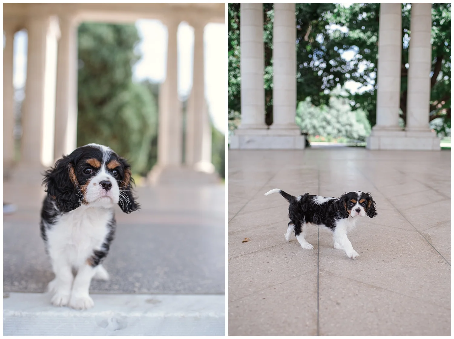 Denver Photographer, Colorado Photographer, Denver Family Photographer, Colorado Family Photographer, Cheesman Park, New Puppy, Denver Puppy, Colorado Wedding Photographer