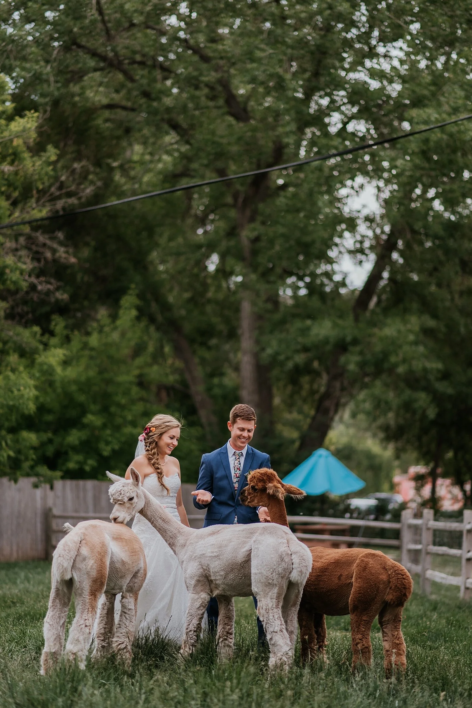 lyons farmette wedding, colorado wedding planning, denver wedding photographer, colorado wedding photographer, denver wedding videographer, colorado wedding videographer, colorado elopement photographer, Small Colorado Wedding Photographer, wildflower wedding, denver wedding photographer and videographer, alpacas wedding, garden wedding