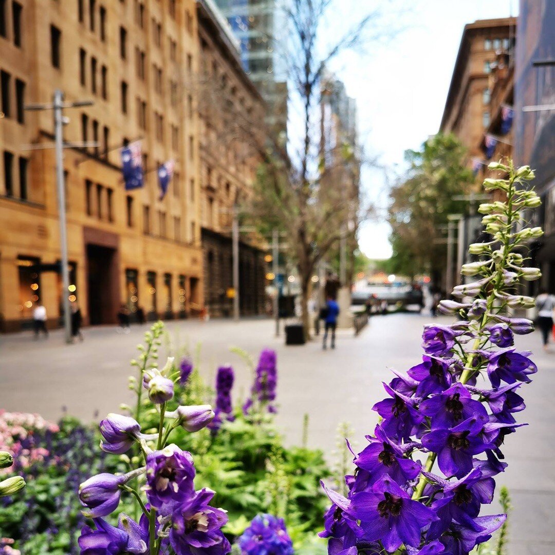 These pictures were captured by Gokulan on his slow walk along the George street in Sydney CBD. It was a cloudy day but a warm scene of a city coming back to life after 6 months of lockdown. #Sydney #VisitSydney #CBD #DestinationNSW #DestinationAustr