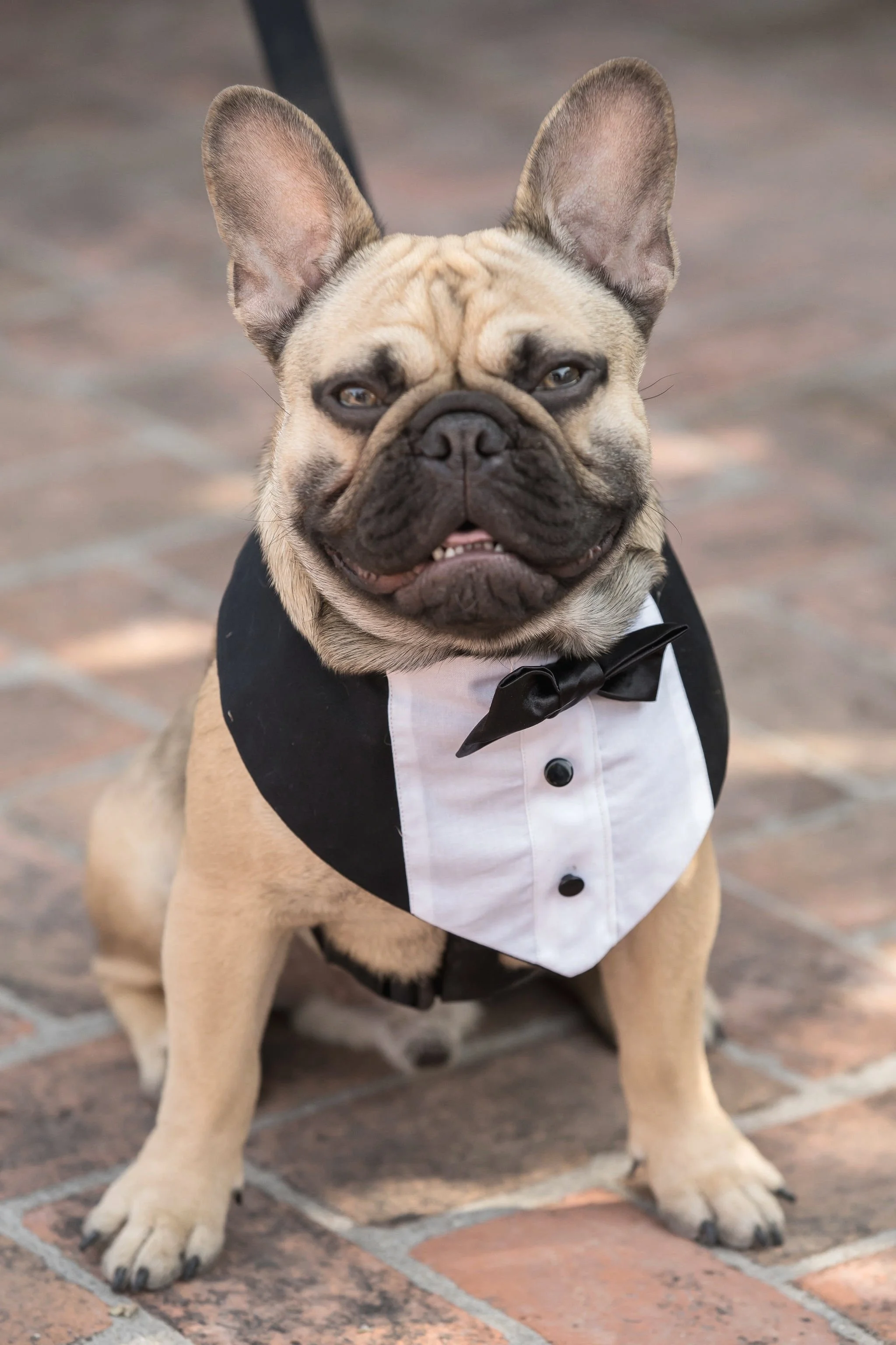 How to include your pet on your wedding day