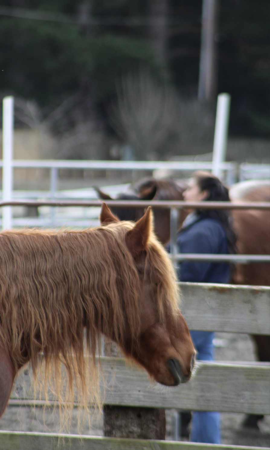 Screenshot 2026-01-29 at 9.43.18 AM.png