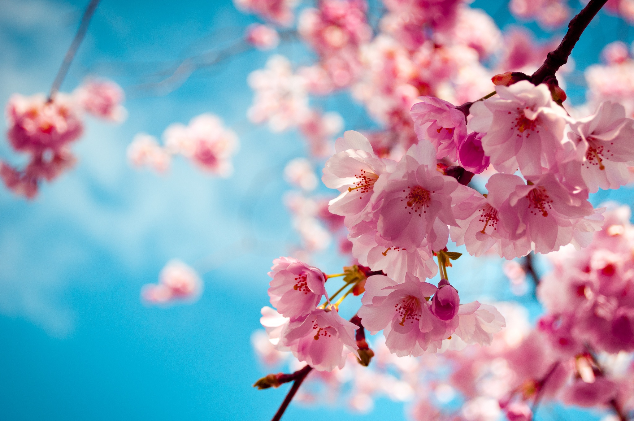 LET THE RISING SUN SPOIL YOUR MUM