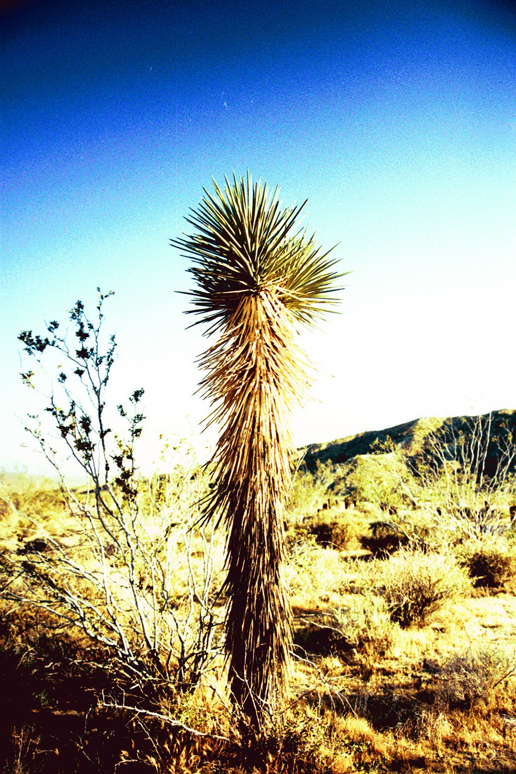 joshua tree