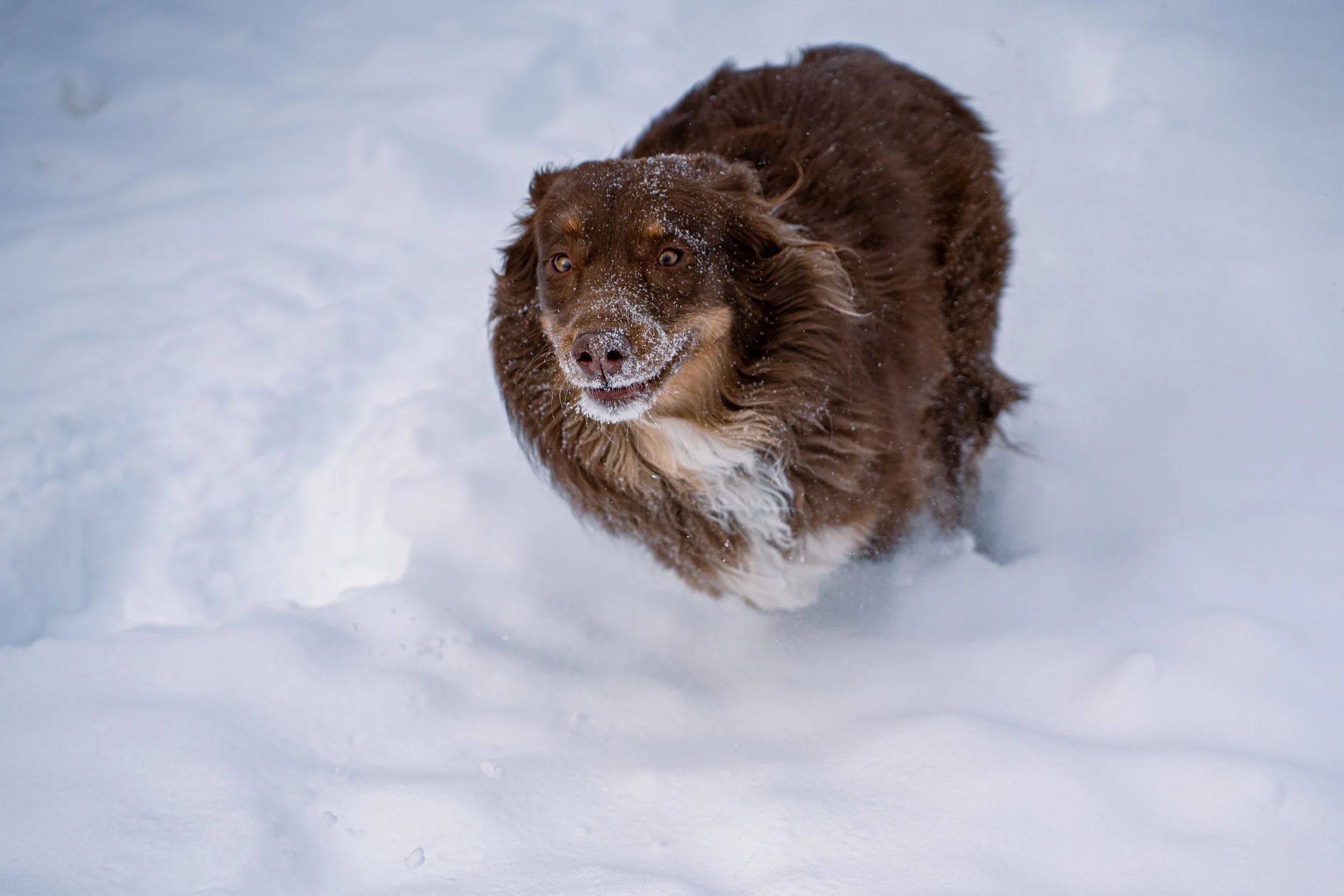 snowd2.jpg