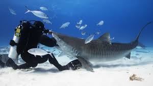 ManVsShark.jpeg