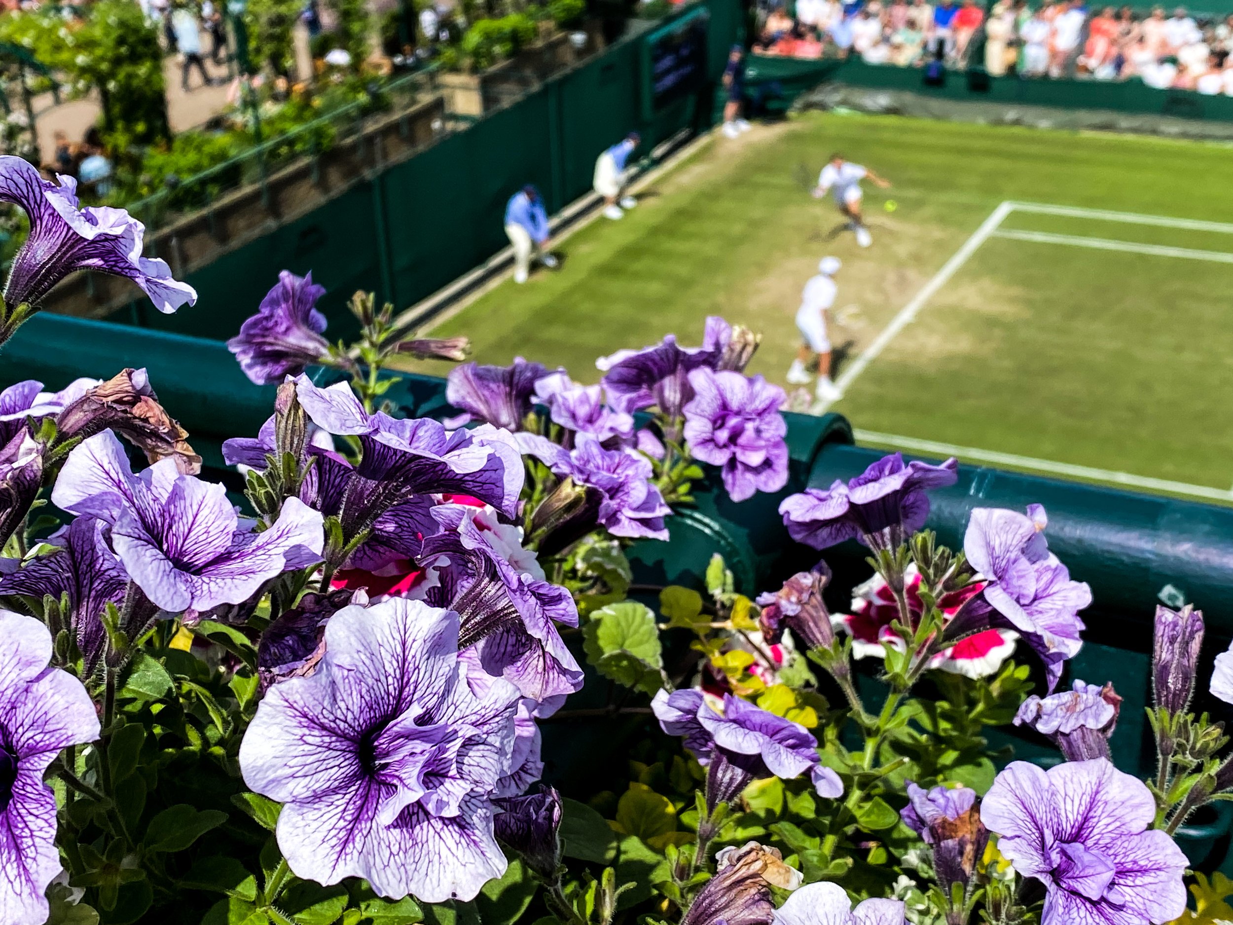 2021 Wimbledon - Around the Groundsiest.JPG