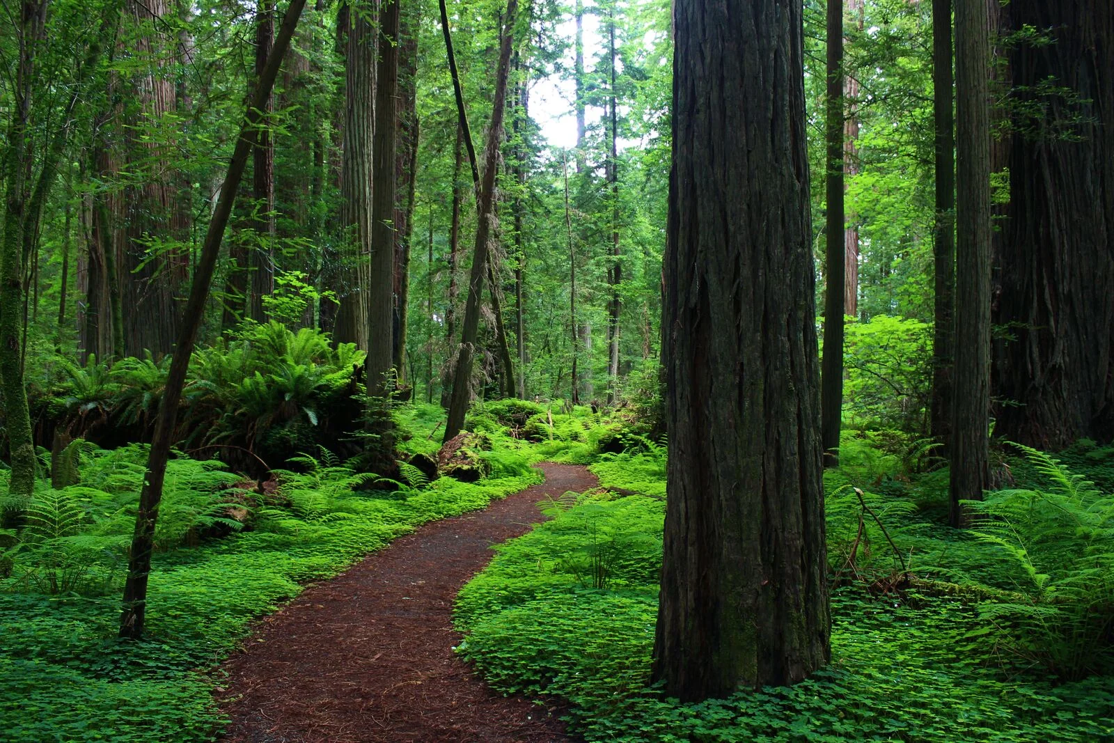 Big Basin - Nav-X Challenge Series