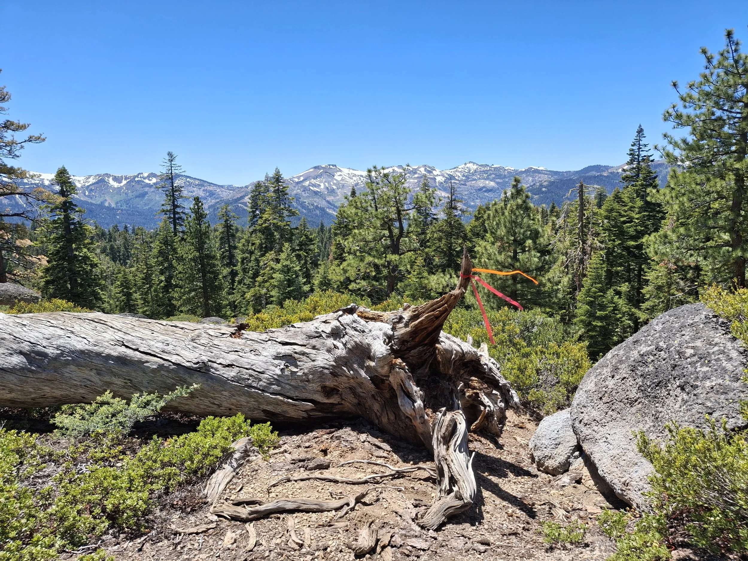Tahoe NF - 2025 Nav-X GPS Map Trek #5
