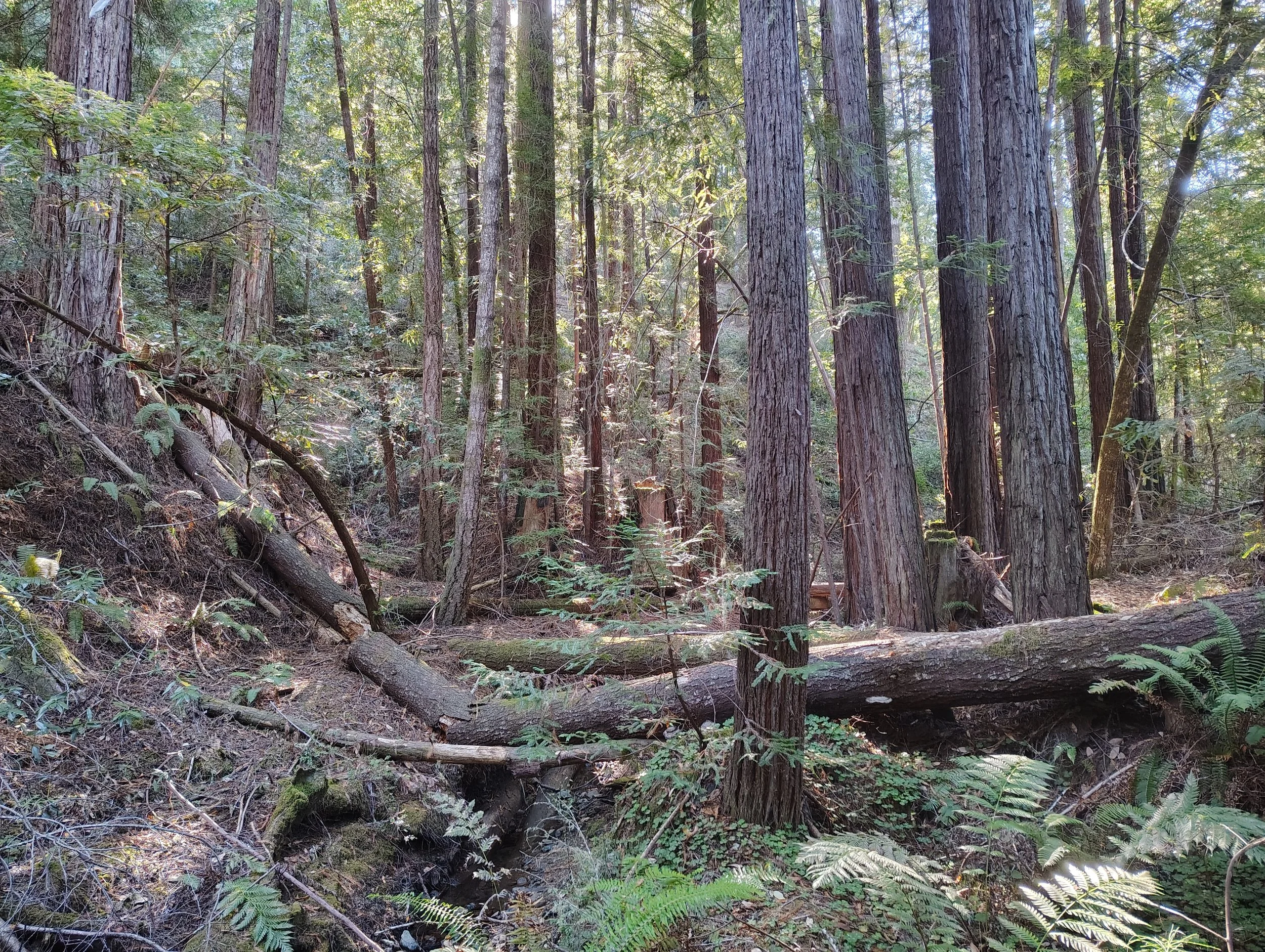 Monte Rio Redwoods - 2026 Nav-X GPS Map Trek #6