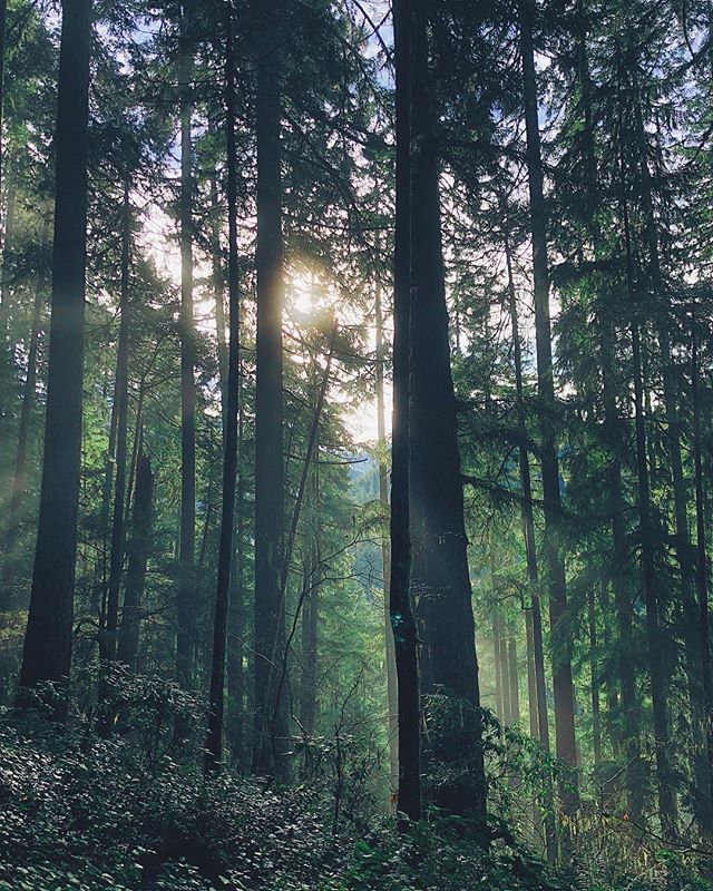 Oneirataxia: (n.) the inability to distinguish between fantasy and reality
&bull;
&bull;
&bull;
#pacificwonderland #pnw #oregon #forestbathing #december #vibez #redwoods