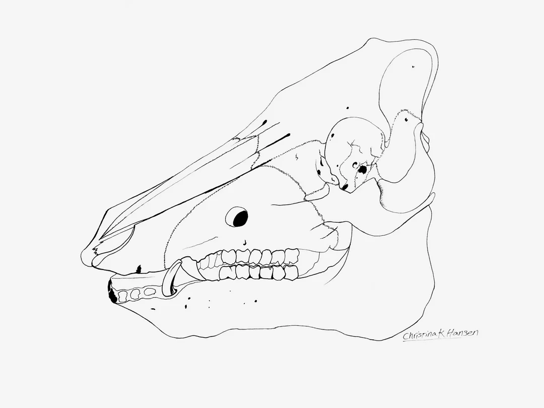 Animal Skull 2