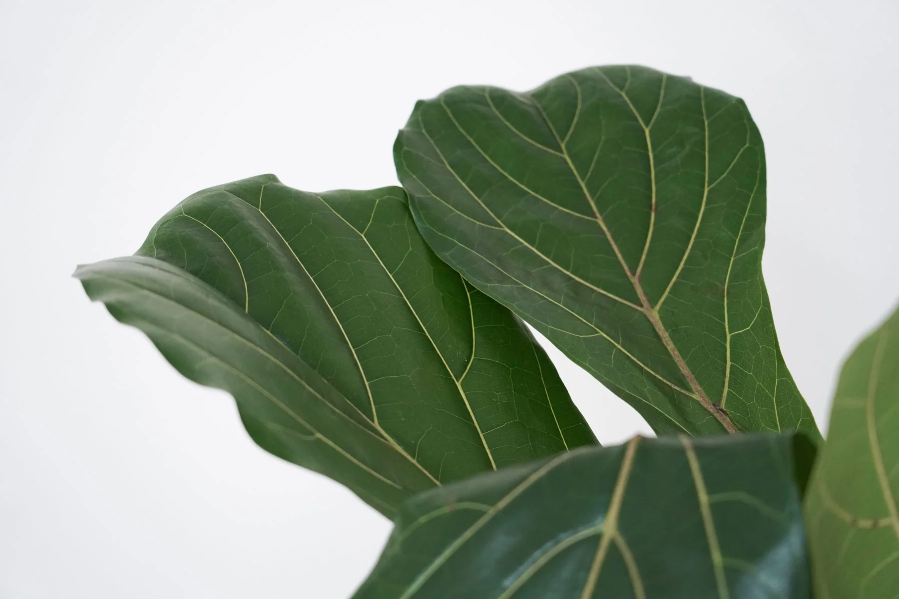 Plant-4.jpg