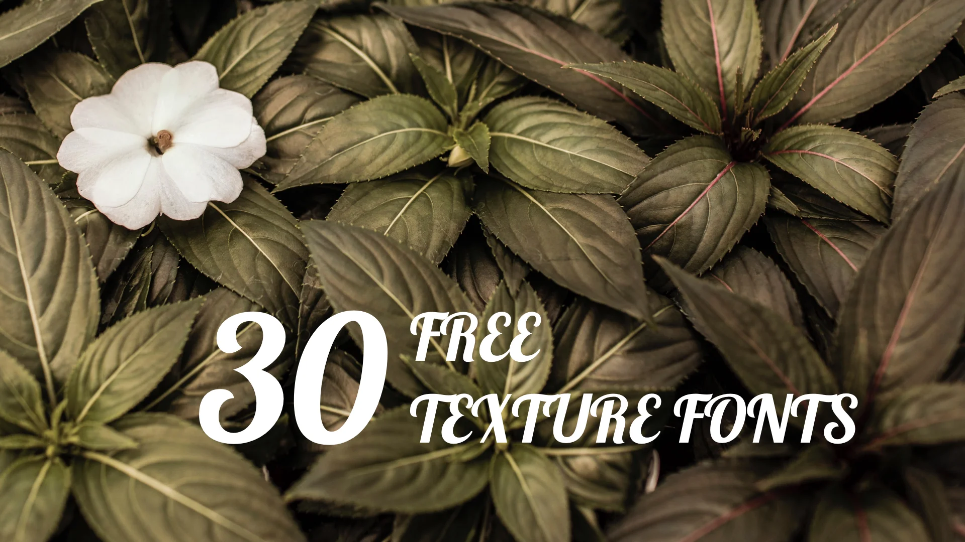 30個設計師私藏的質感英文字體