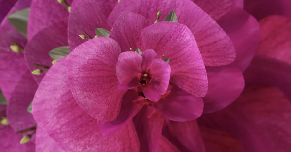 圖片來源:Coloro + WGSN