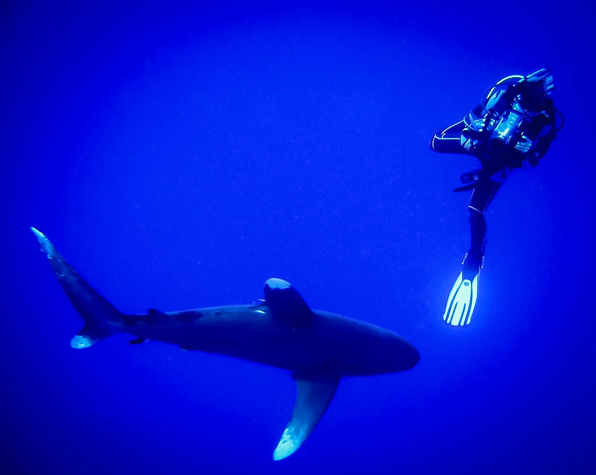 natalia_shark-1.jpg