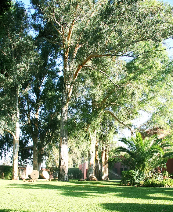 Lima01.jpg