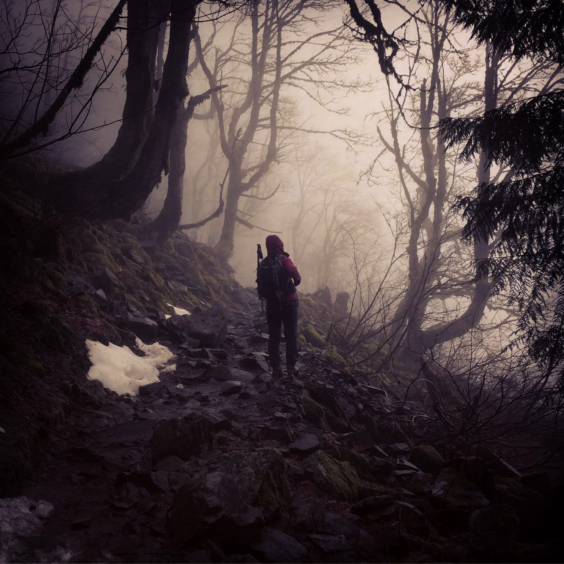 This forest is totally not haunted. Promise. 