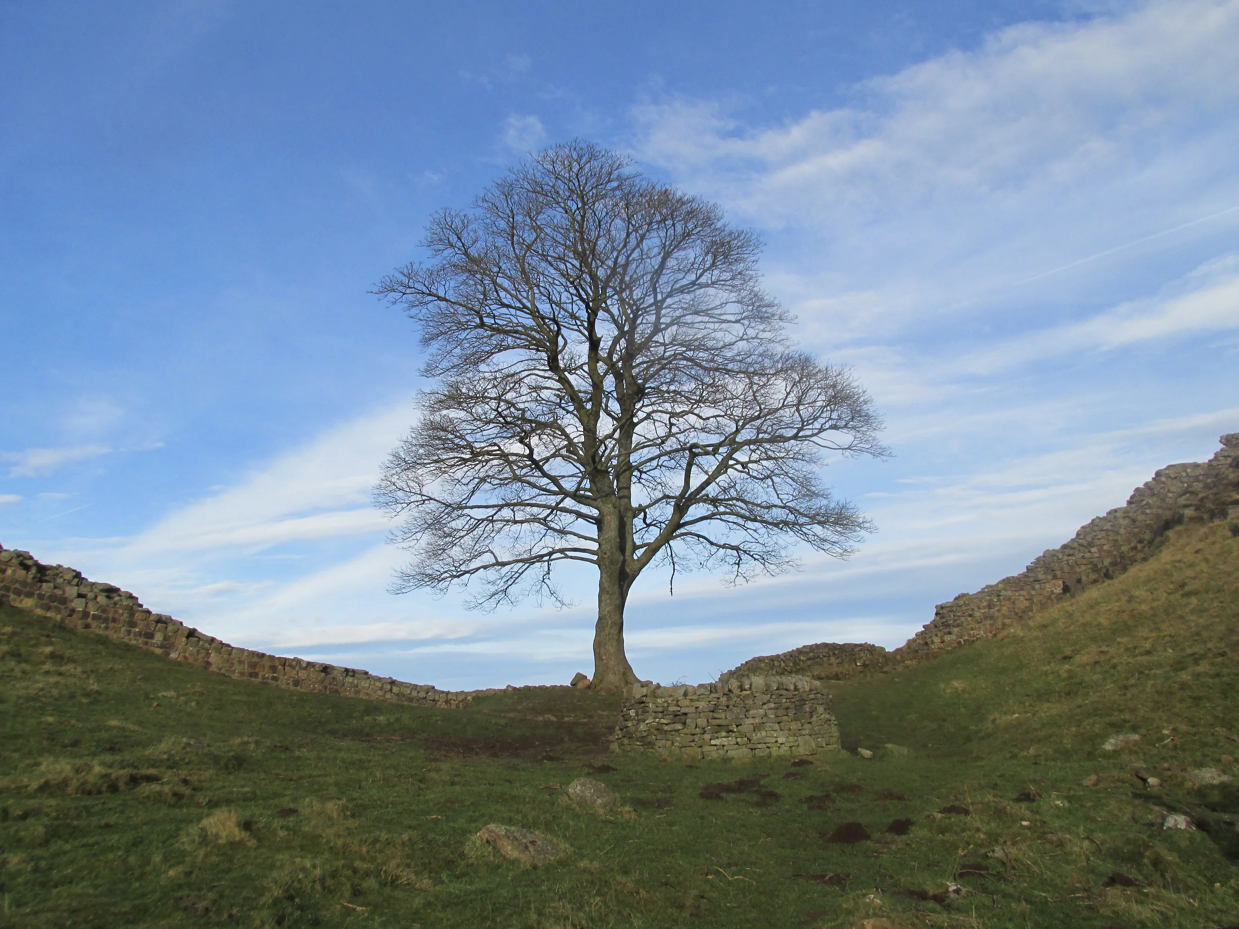 Robin Hood S Tree Ald White Craig Cottages