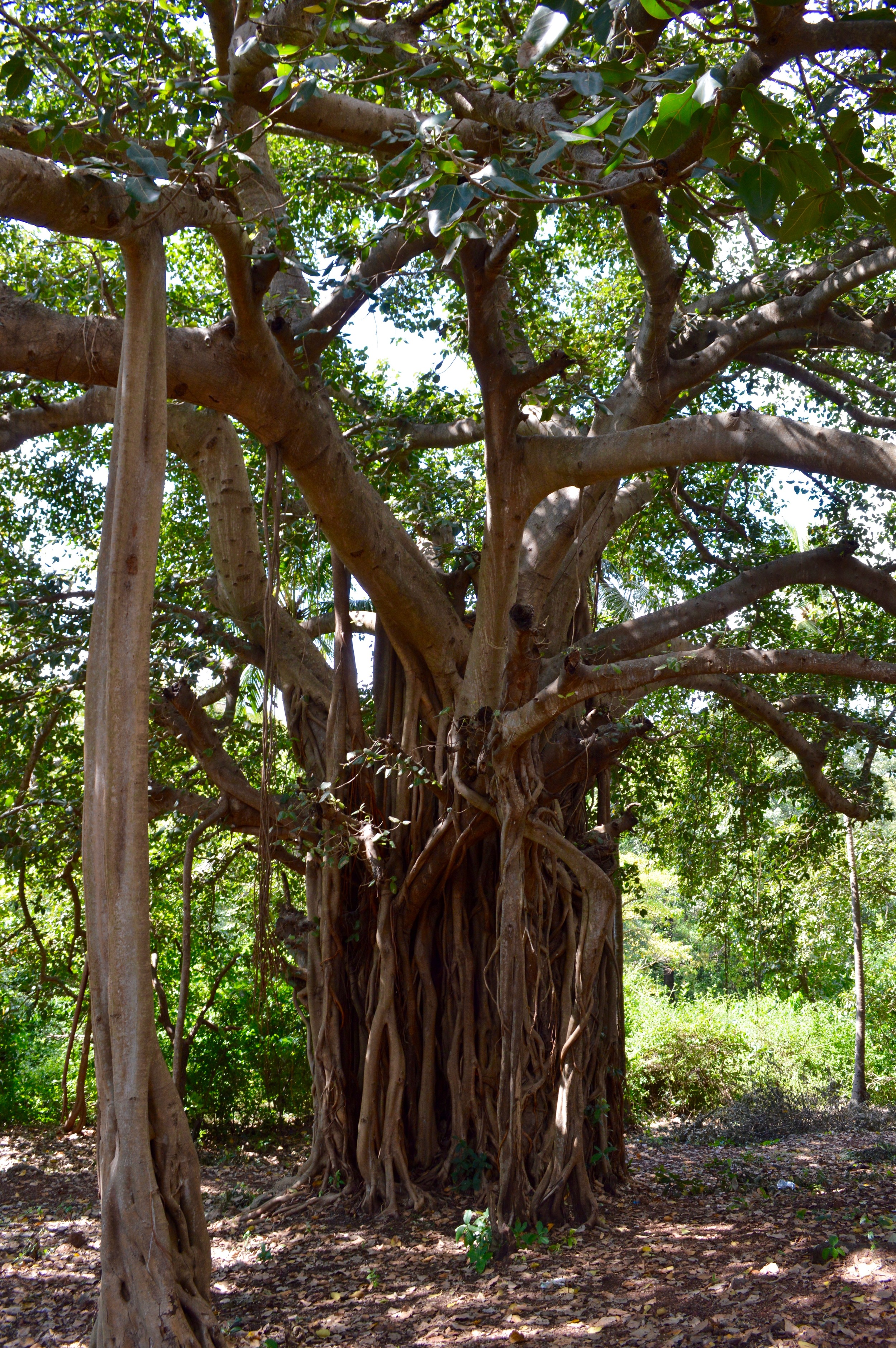 Traditional Indian banyan tree, known for large branches that extend down to the ground, creating new roots and thus new trees.