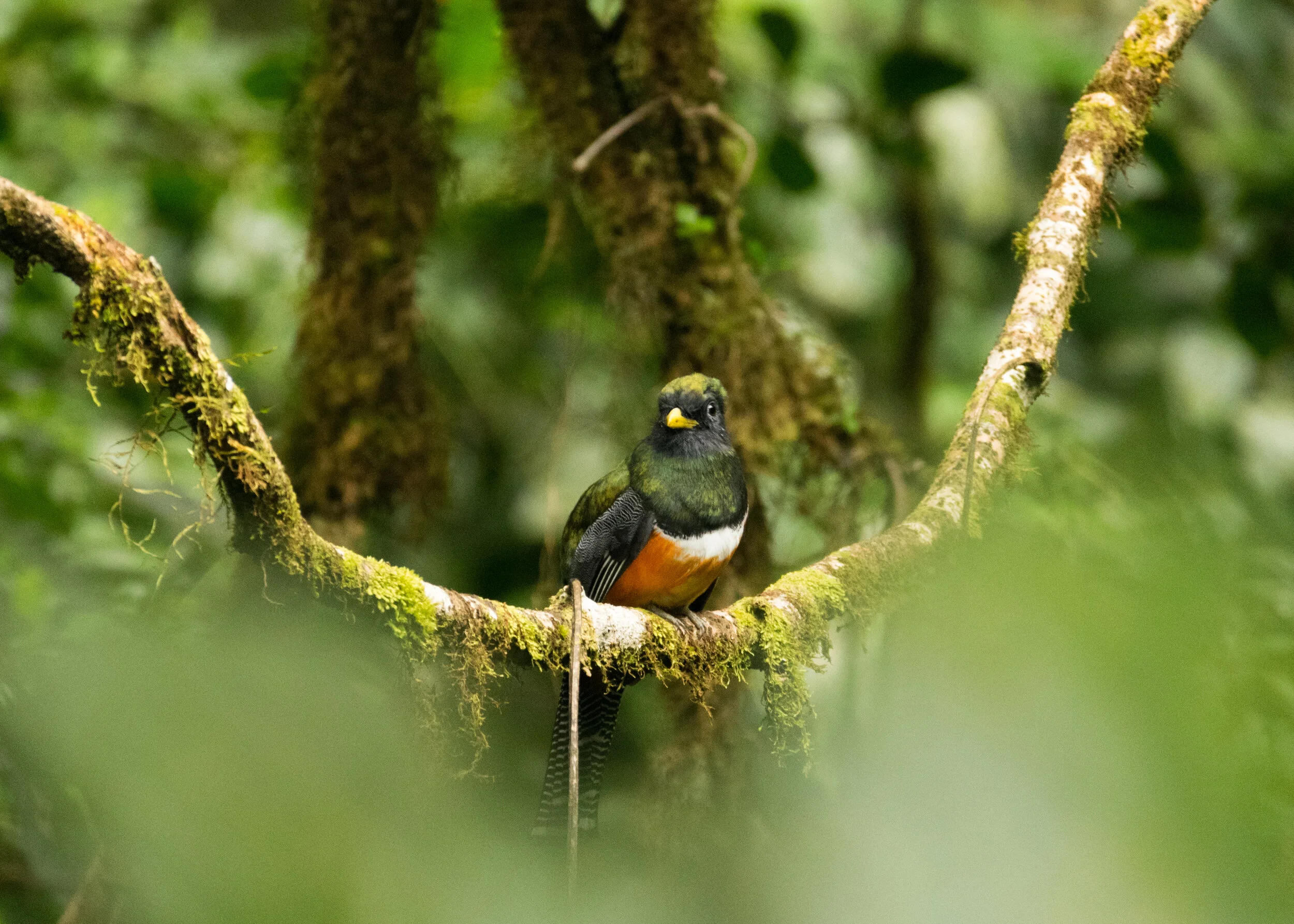 Monteverde, Costa Rica