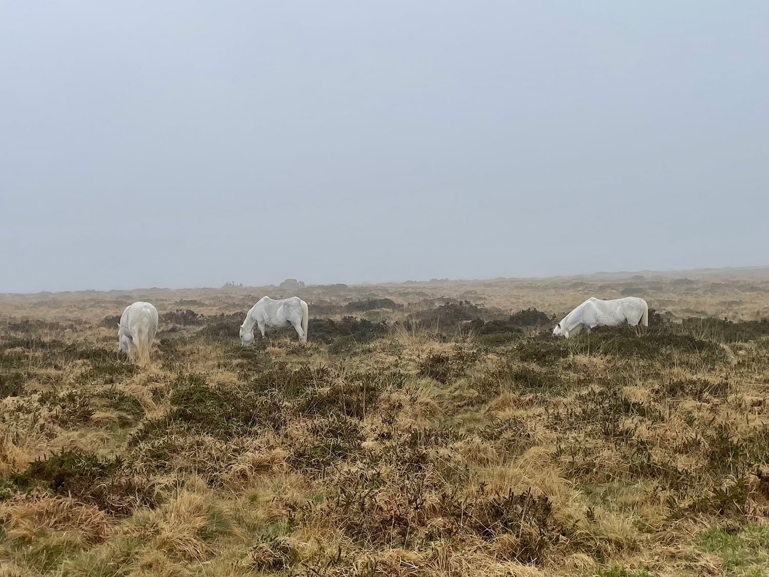 The-Way-of-the-Runner-Writing-Retreat-horses-on-Dartmoor.jpg