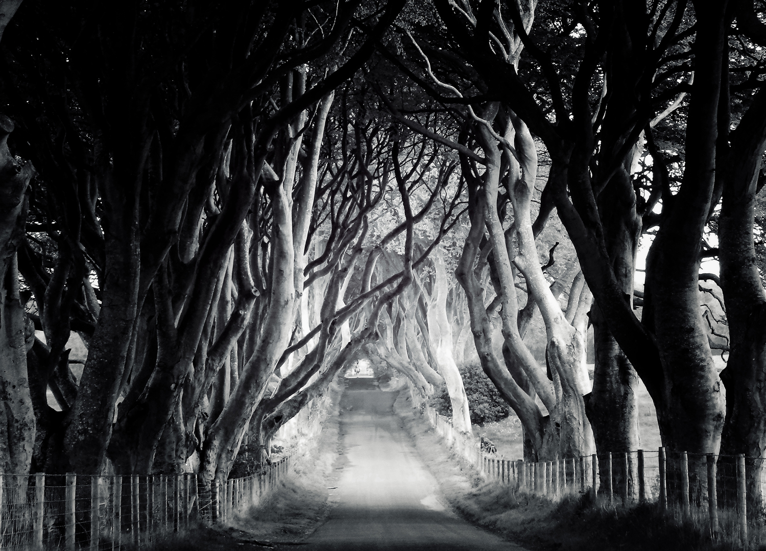 dark hedges bw printer web.jpg